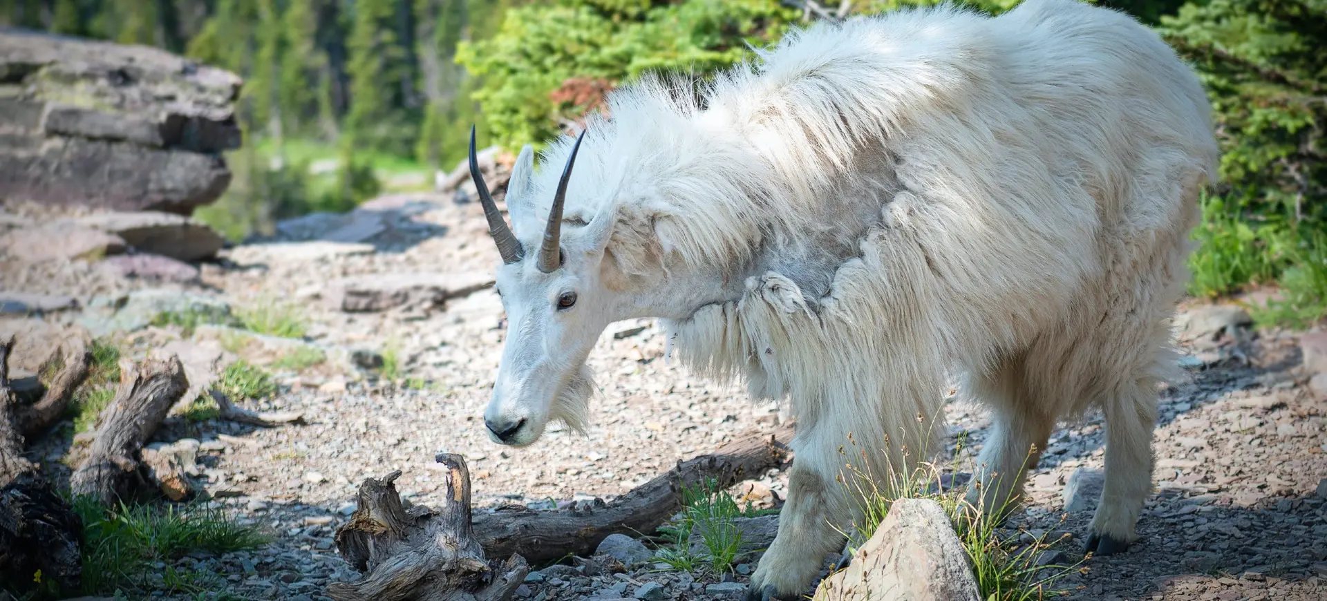 Mountain Goat