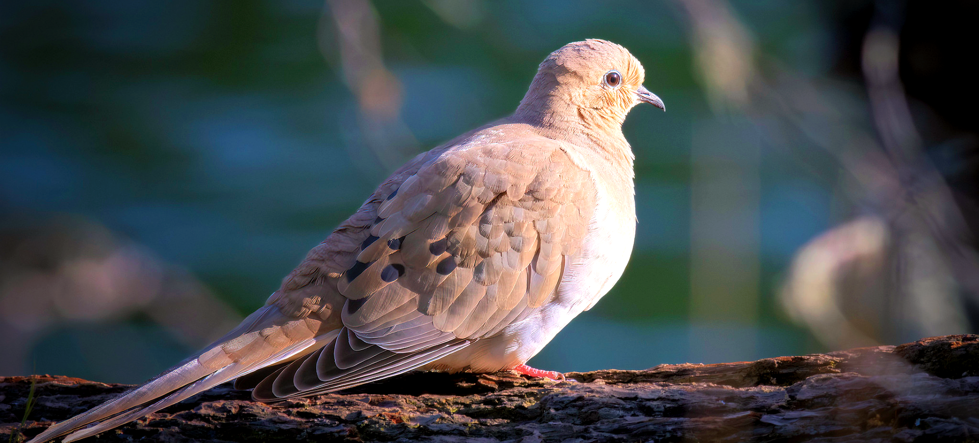 Mourning Dove