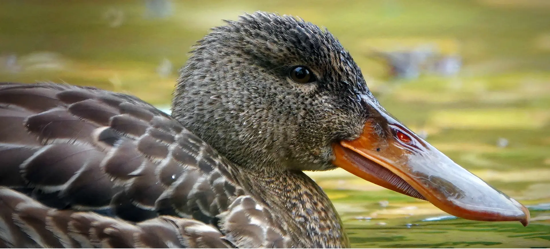 Northern Shoveler