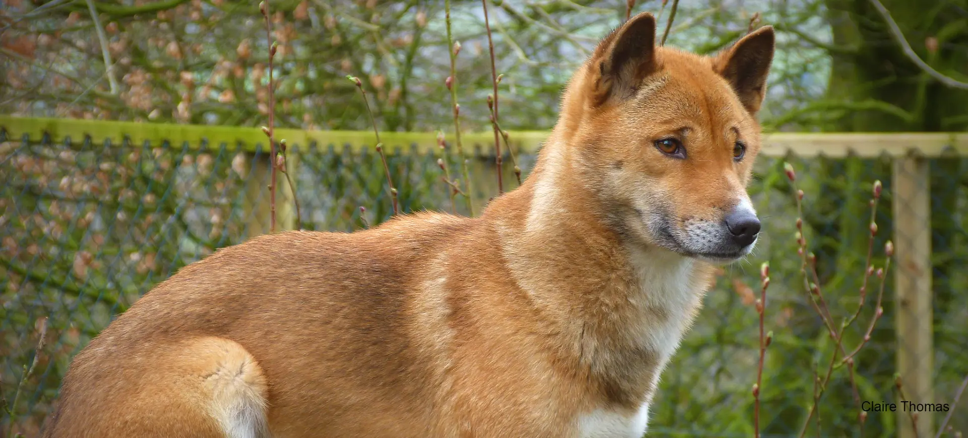 New Guinea Singing Dog