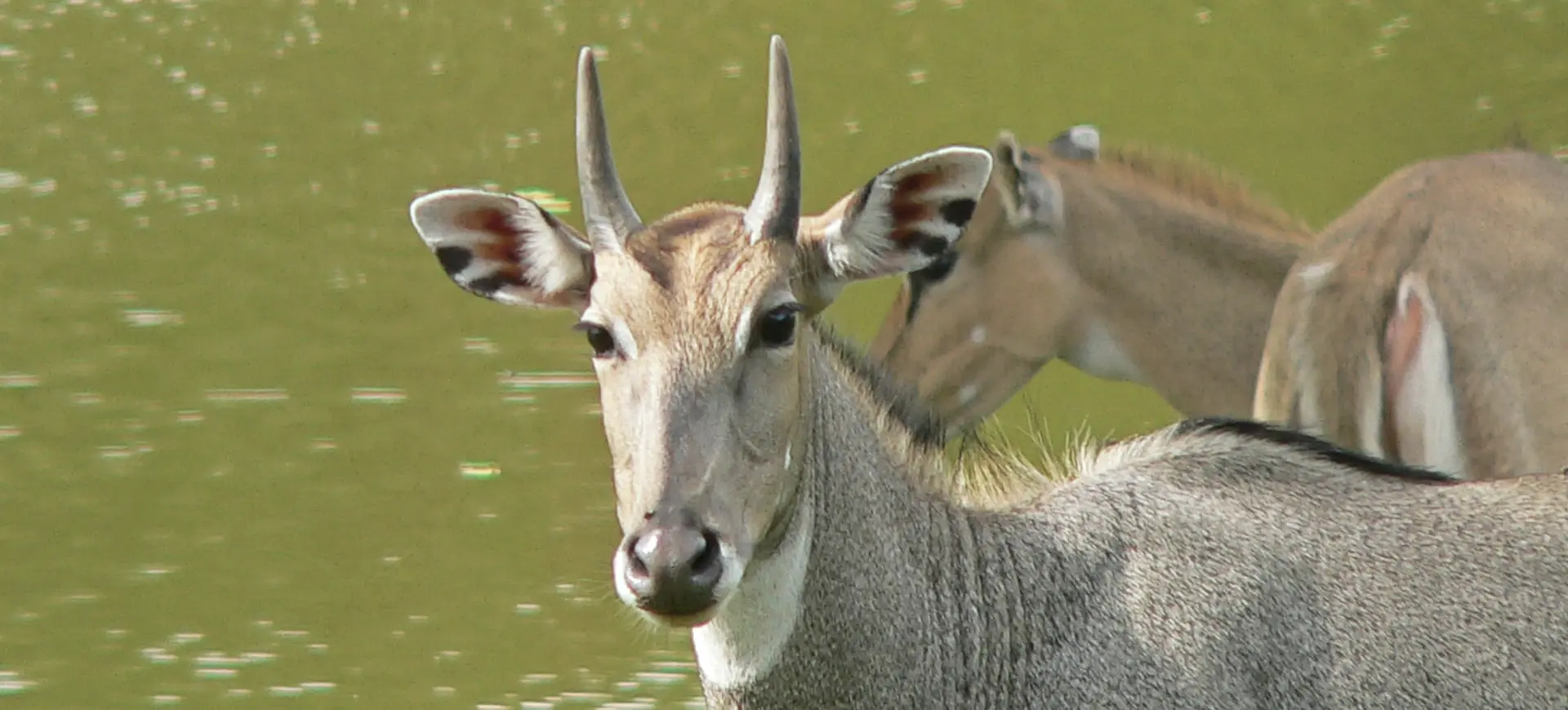 Nilgai