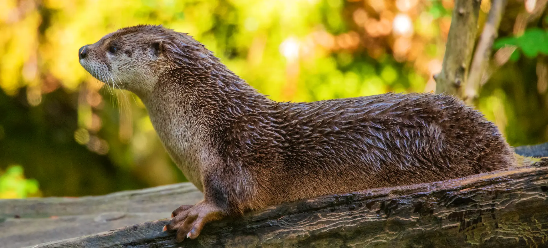 North American River Otter