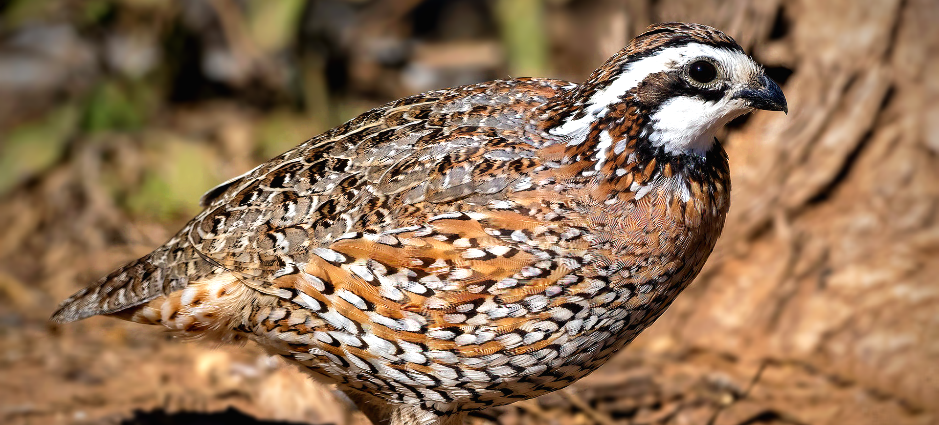 Northern Bobwhite