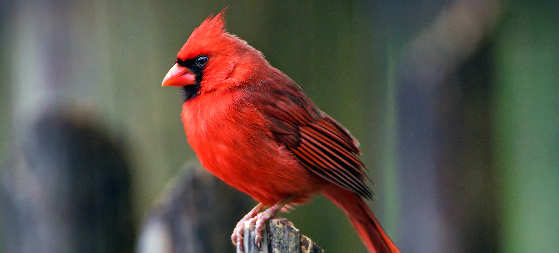 Northern Cardinal