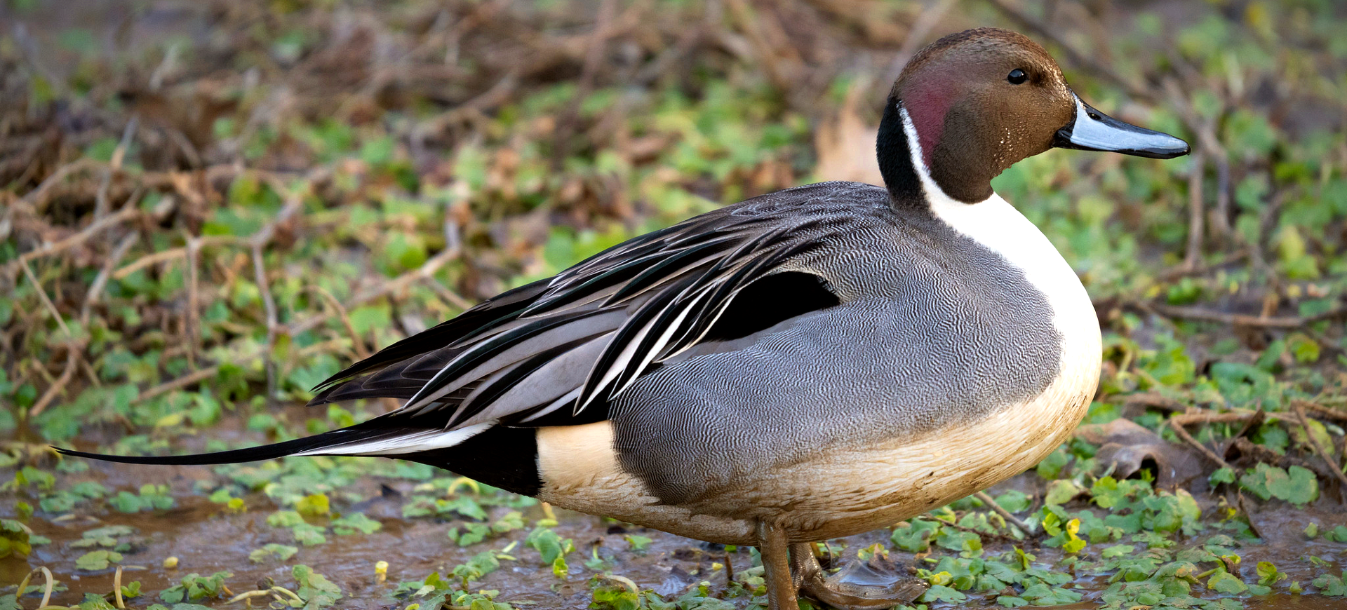 Northern Pintail