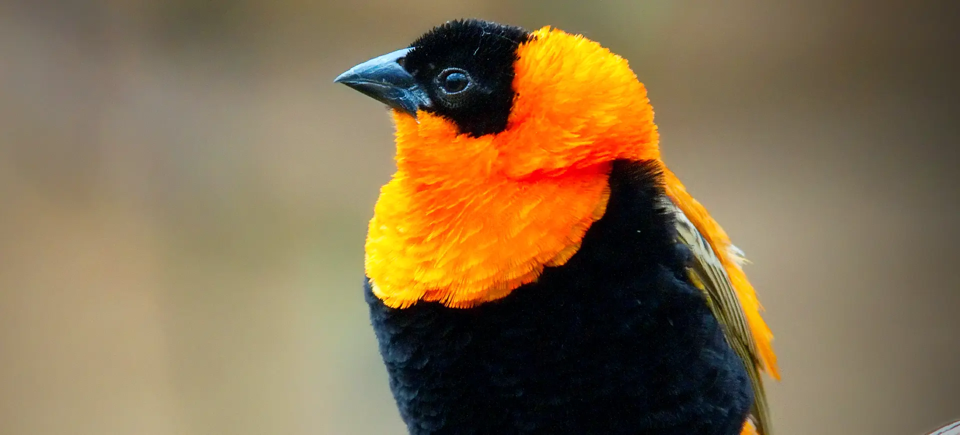 Northern Red Bishop