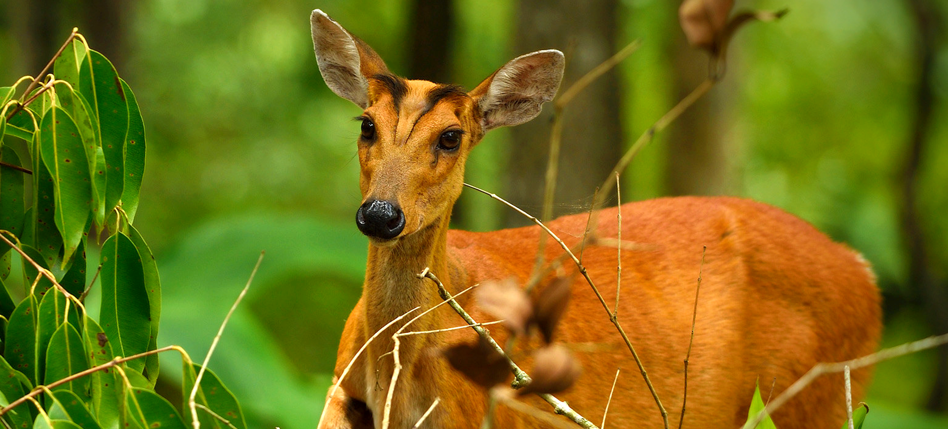 Northern Red Muntjac