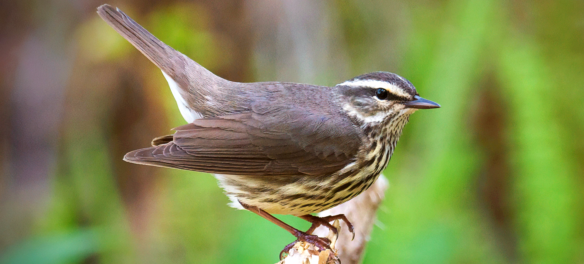 Northern Waterthrush