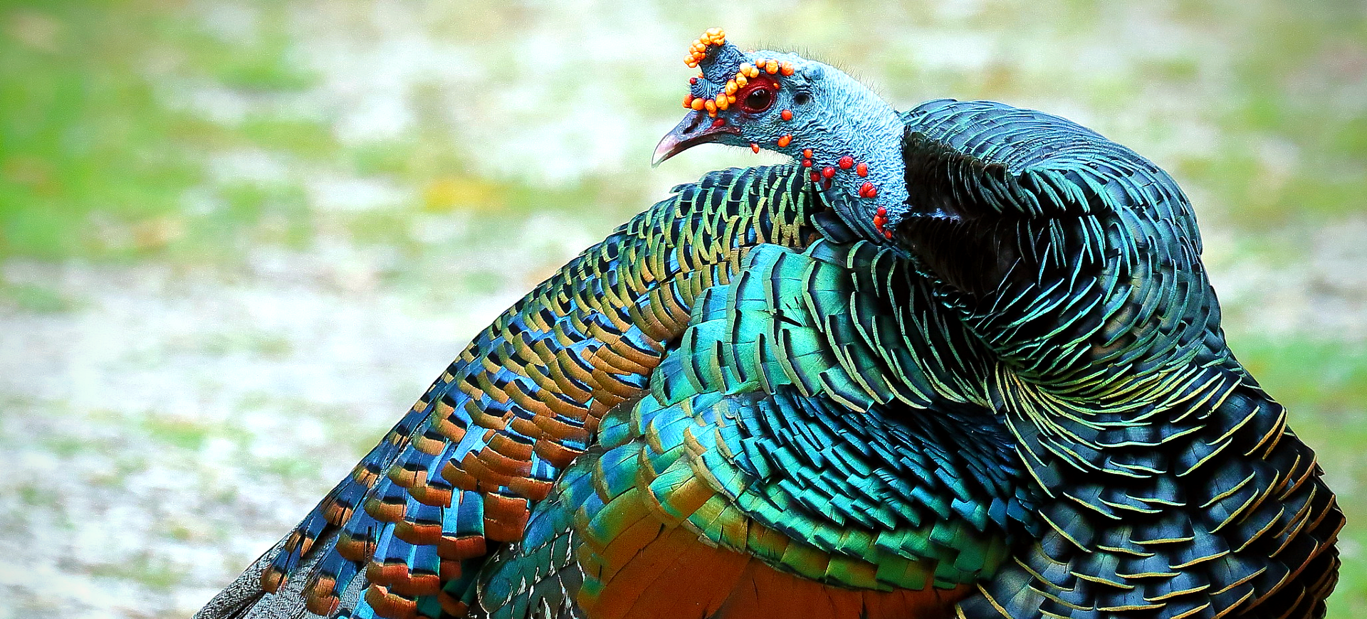 Ocellated Turkey