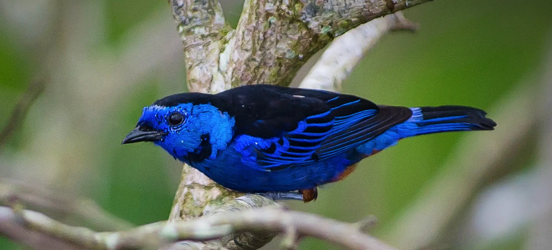 Opal-rumped tanager