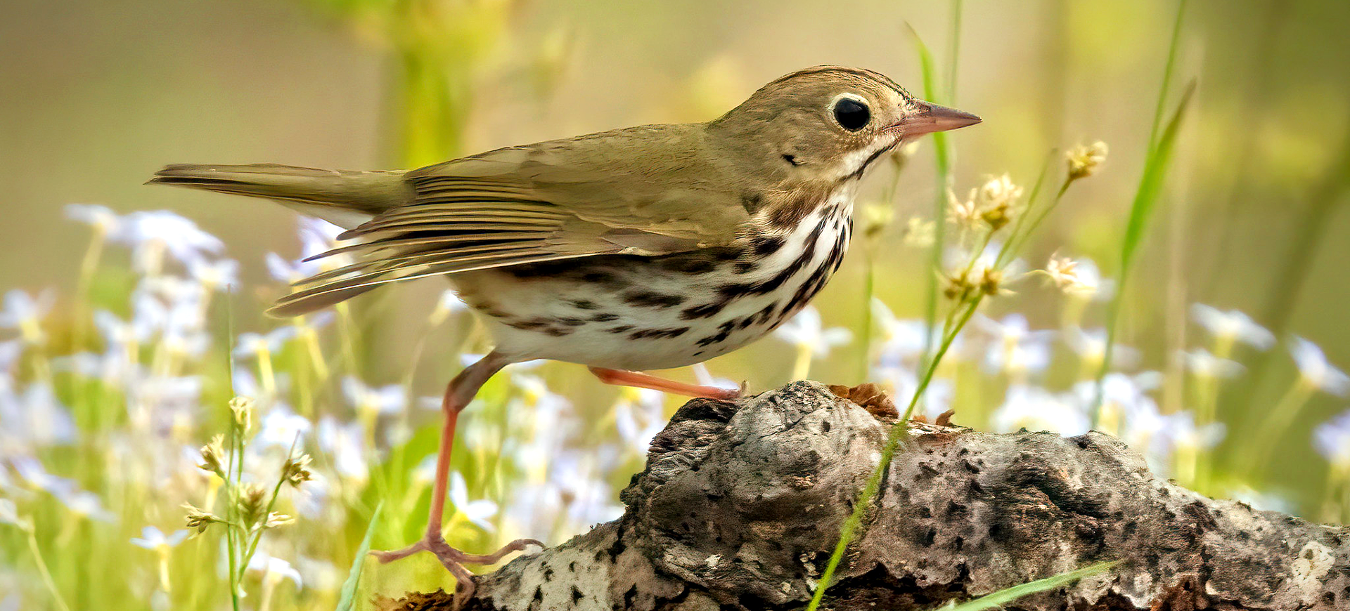 Ovenbird