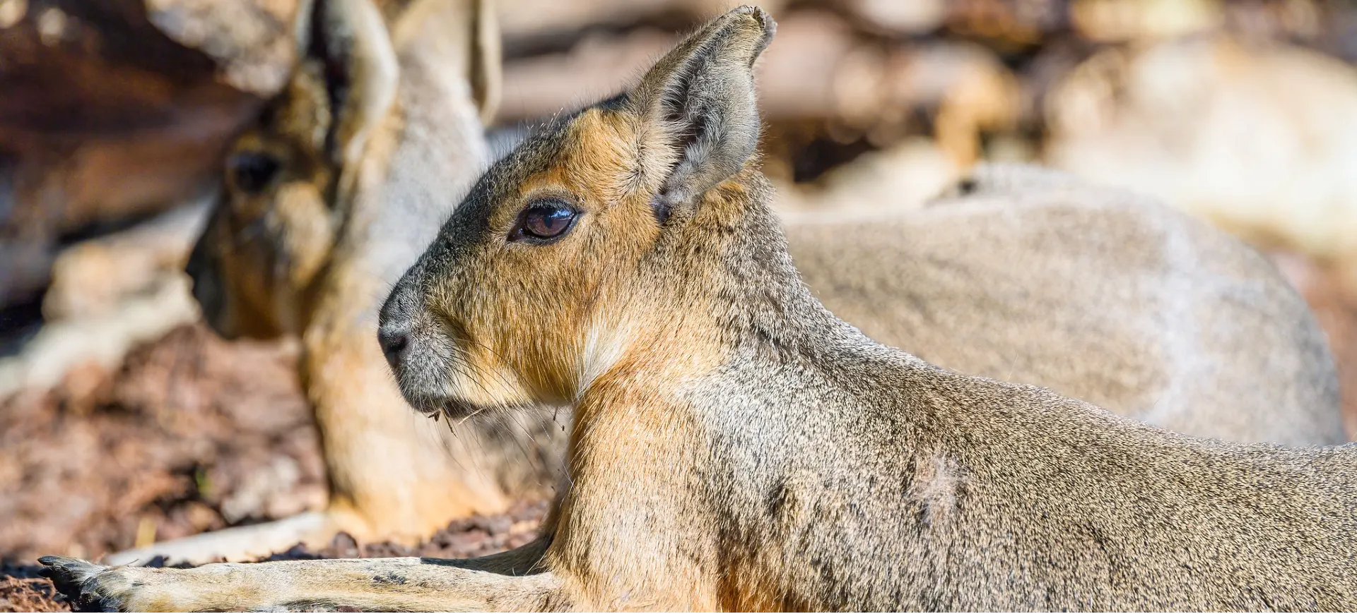 Patagonian Mara