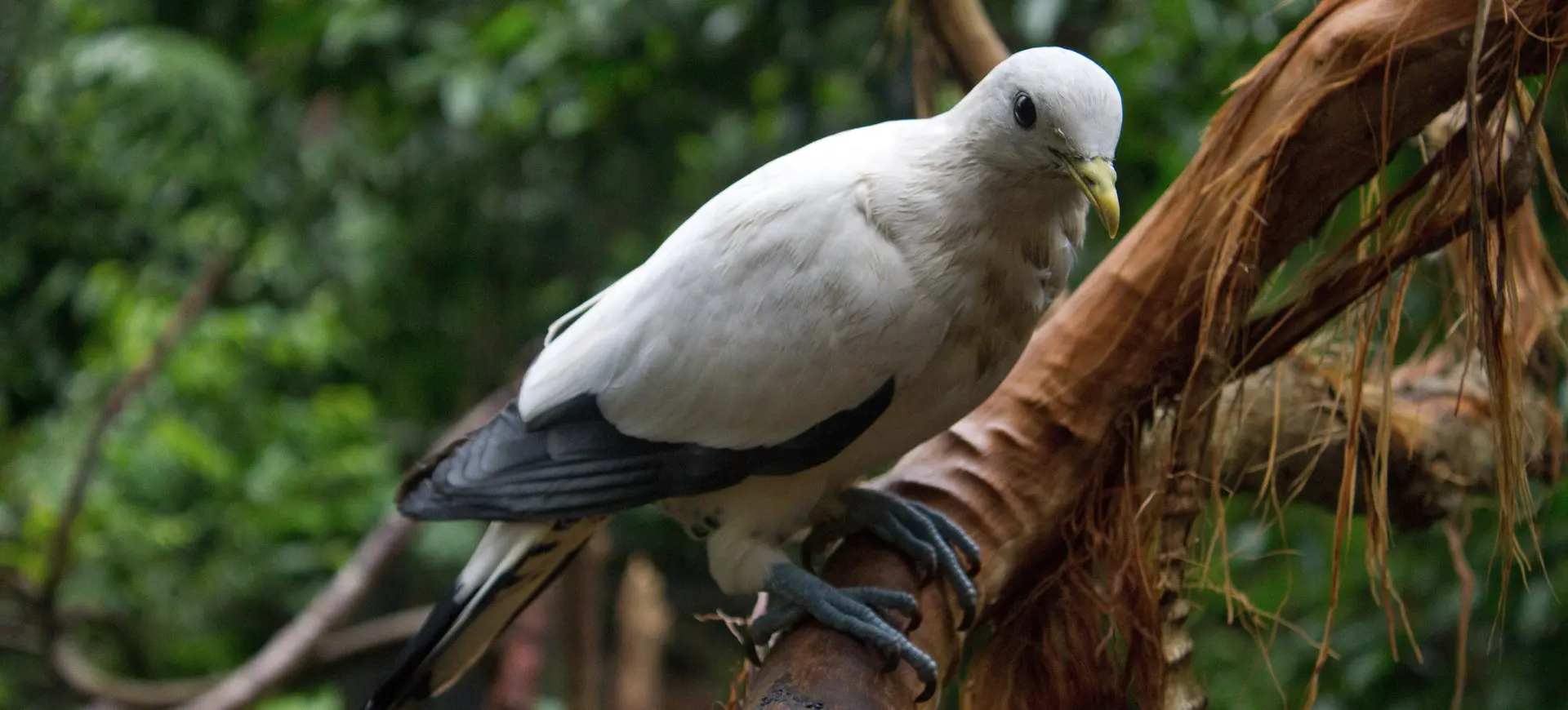 Pied Imperial Pigeon