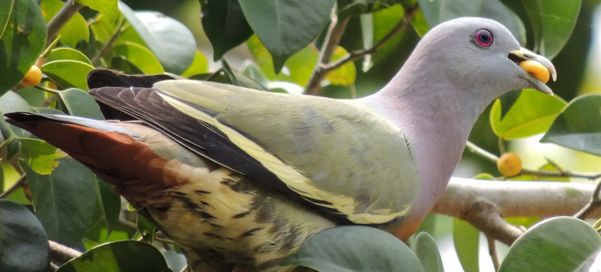 Pink-necked Green Pigeon