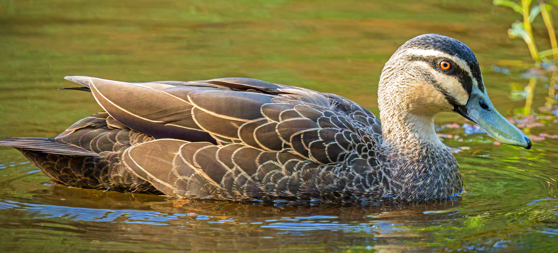 Pacific Black Duck