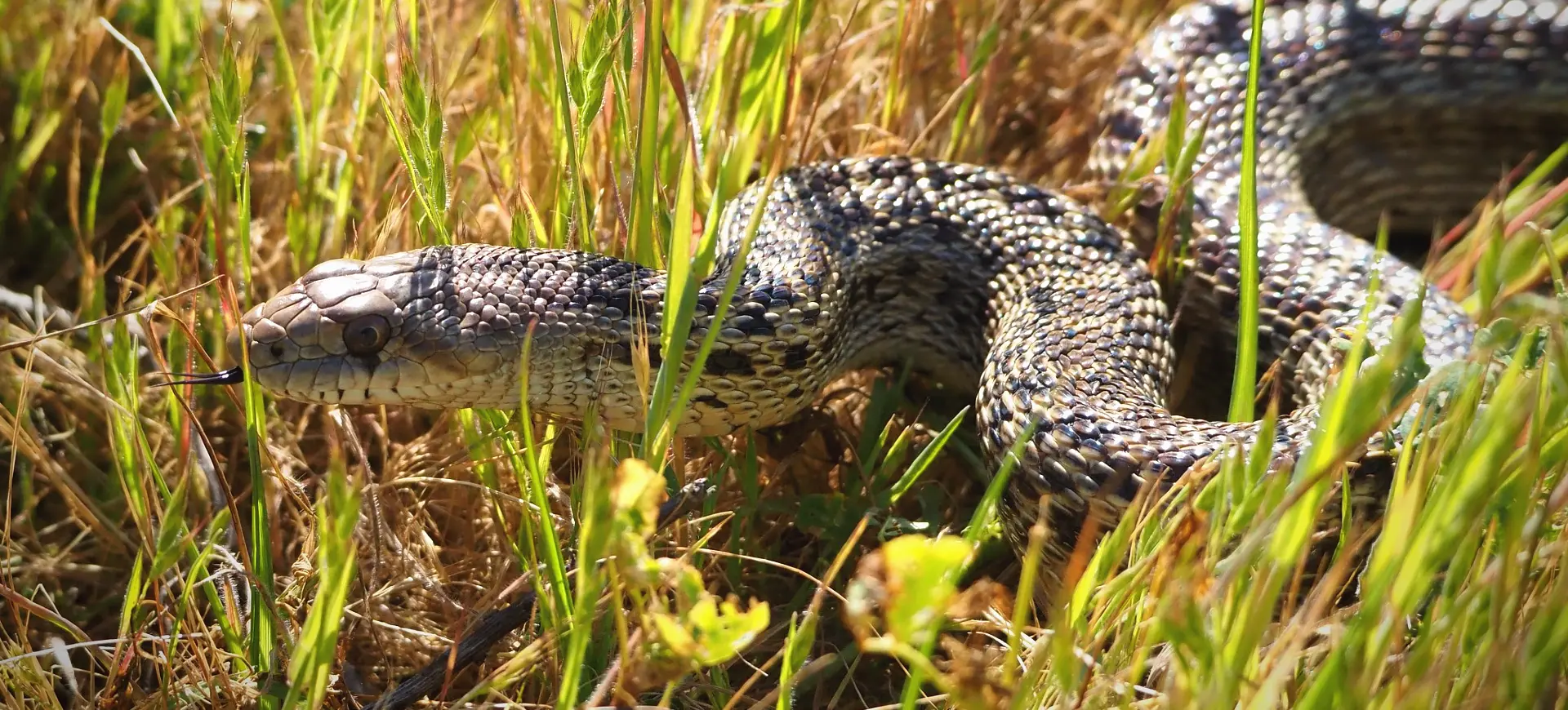 Pacific Gopher Snake