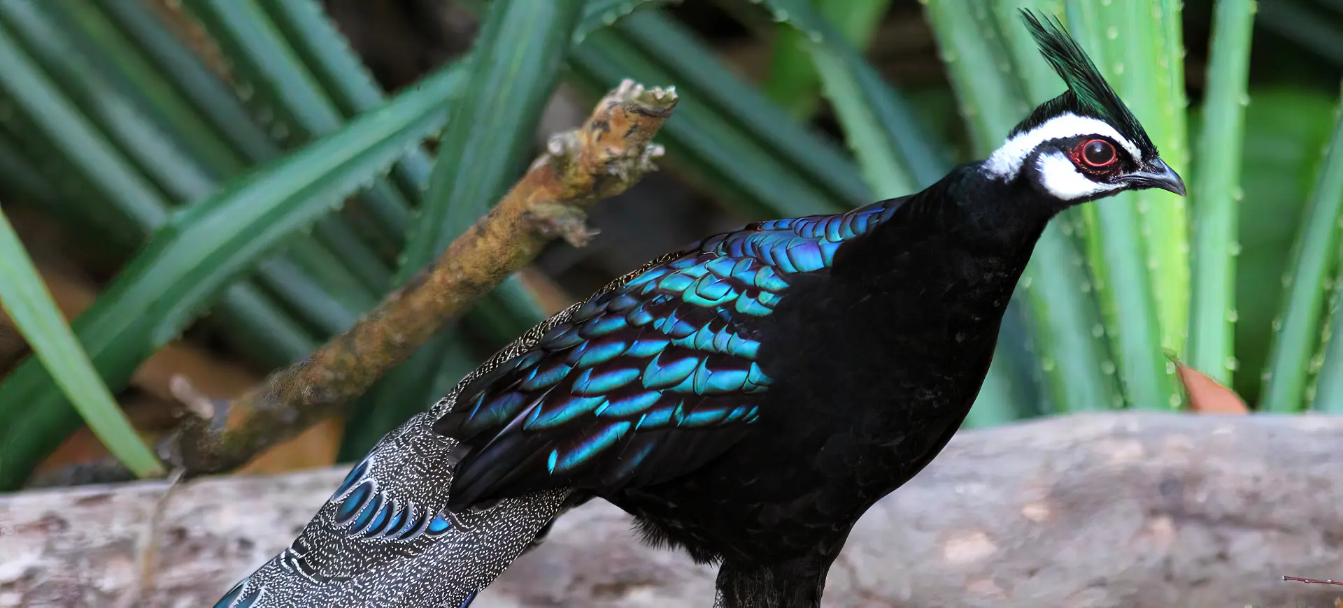 Palawan Peacock-pheasant