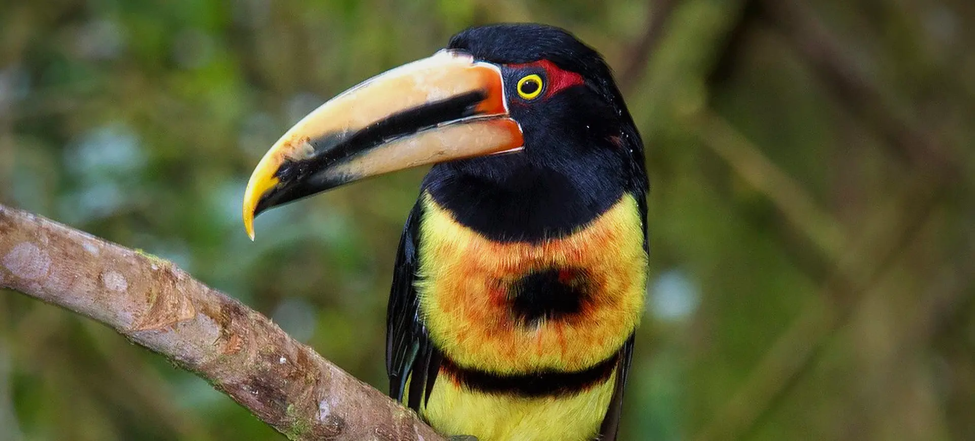 Pale-mandibled Araçari