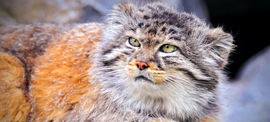 Pallas's Cat