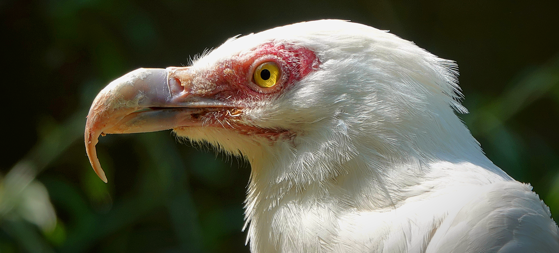 Palm-nut Vulture