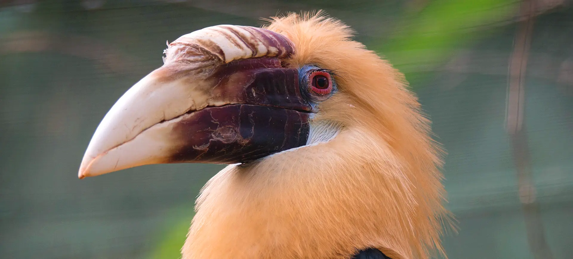 Papuan Hornbill