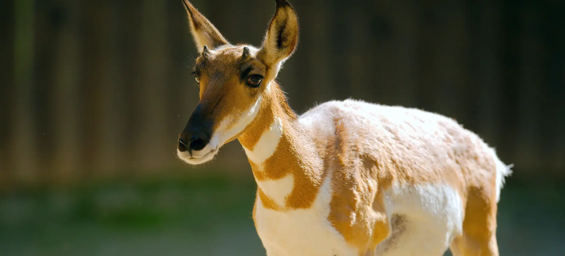 Peninsular Pronghorn