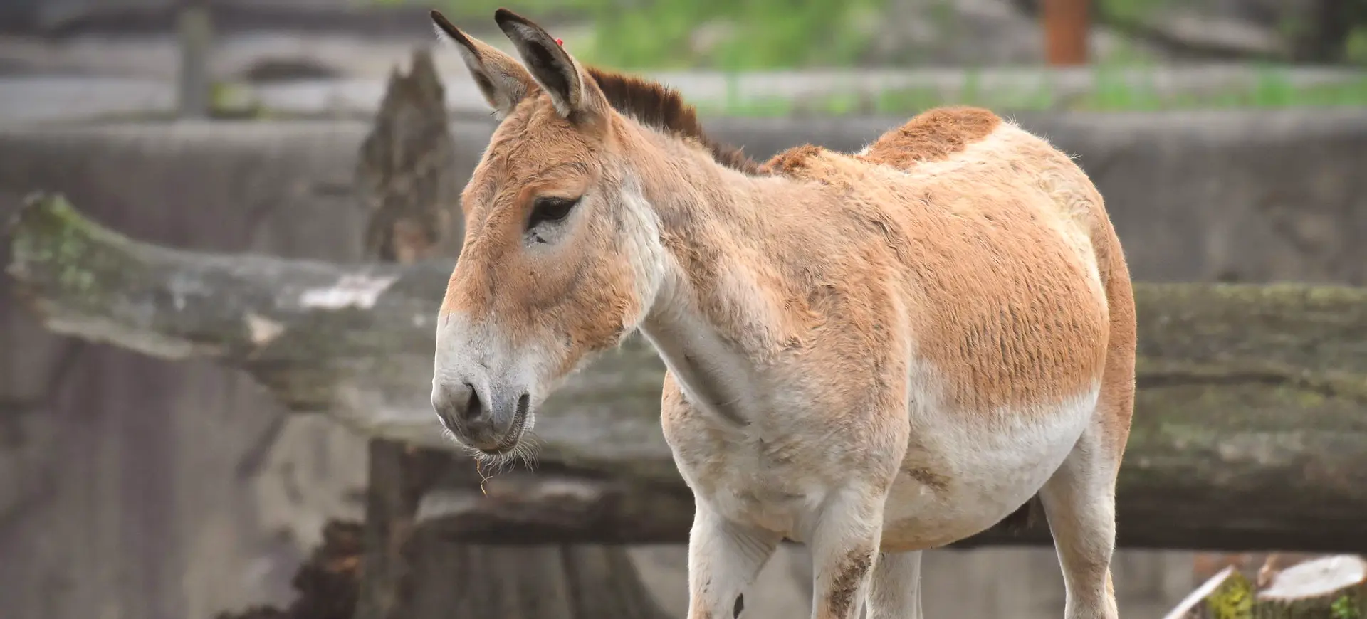 Persian Onager