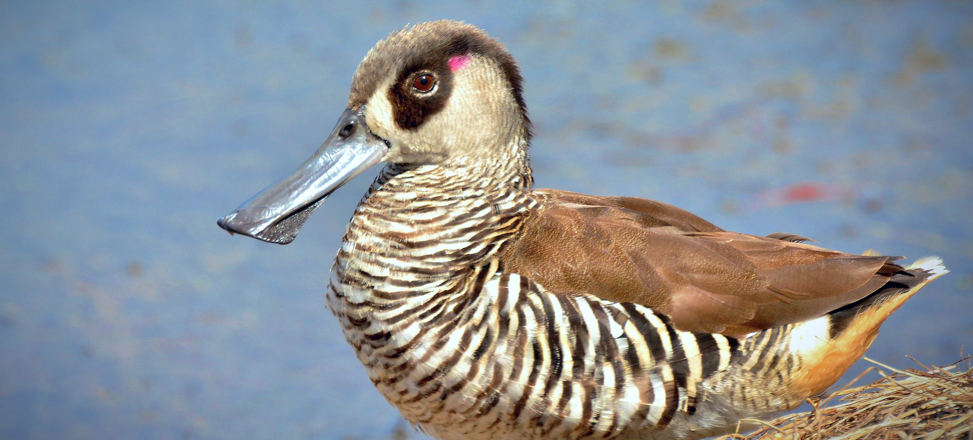 Pink-eared Duck