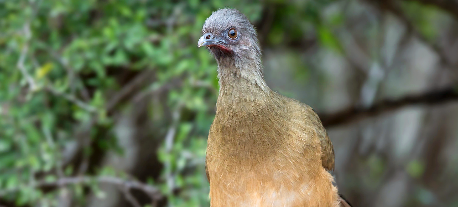 Plain Chachalaca