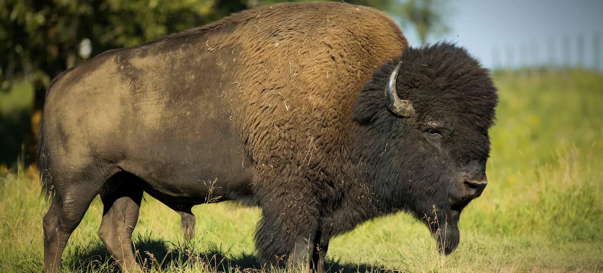 Plains Bison