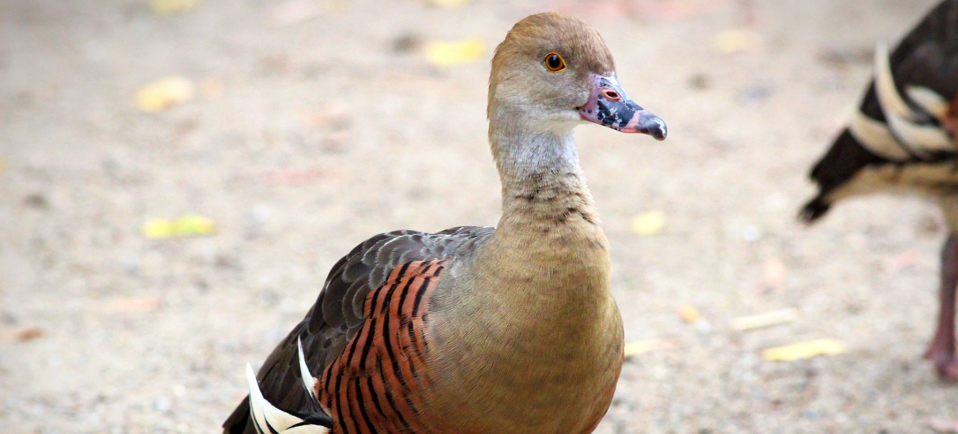 Plumed Whistling-duck