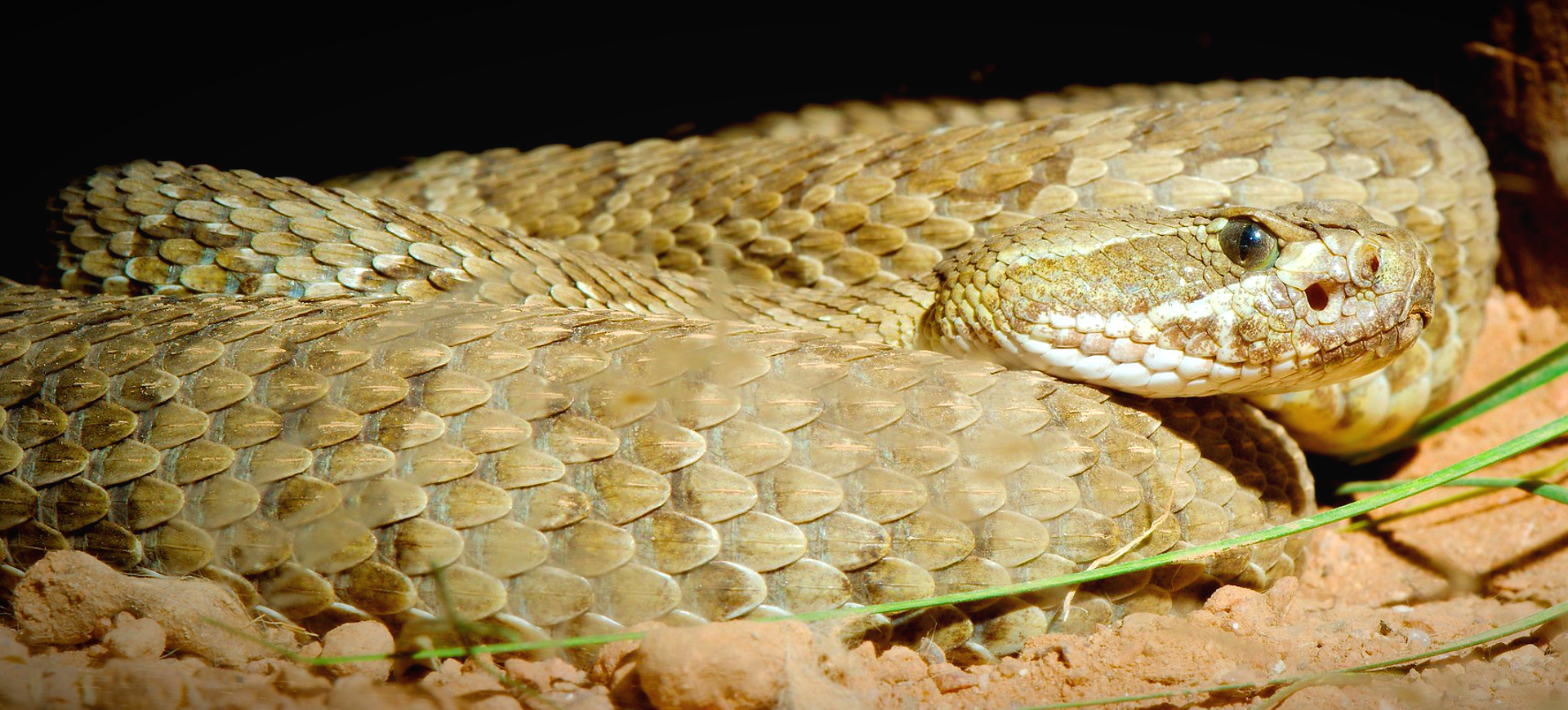 Prairie Rattlesnake