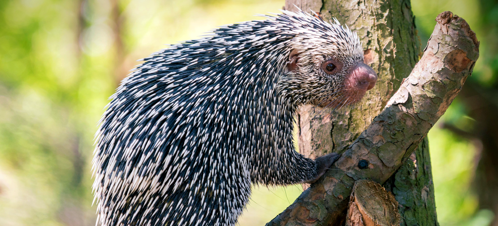 Brazilian Porcupine