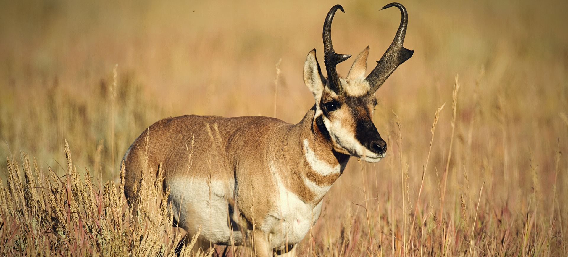 Pronghorn