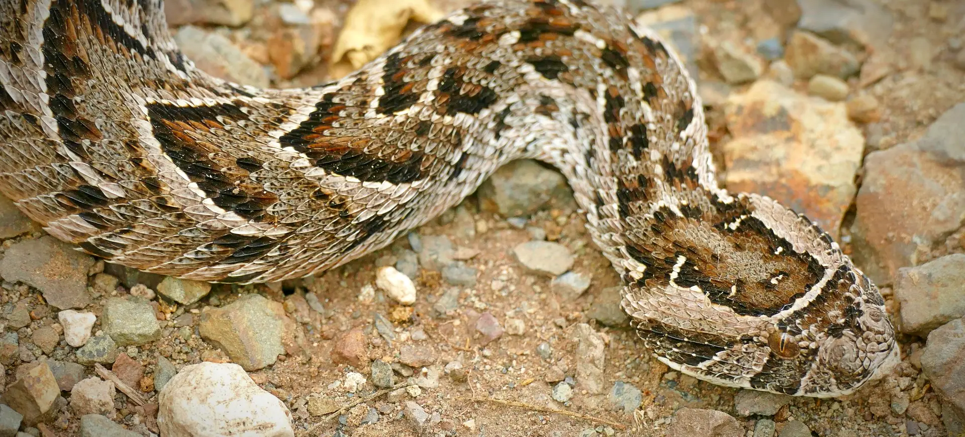 Puff Adder