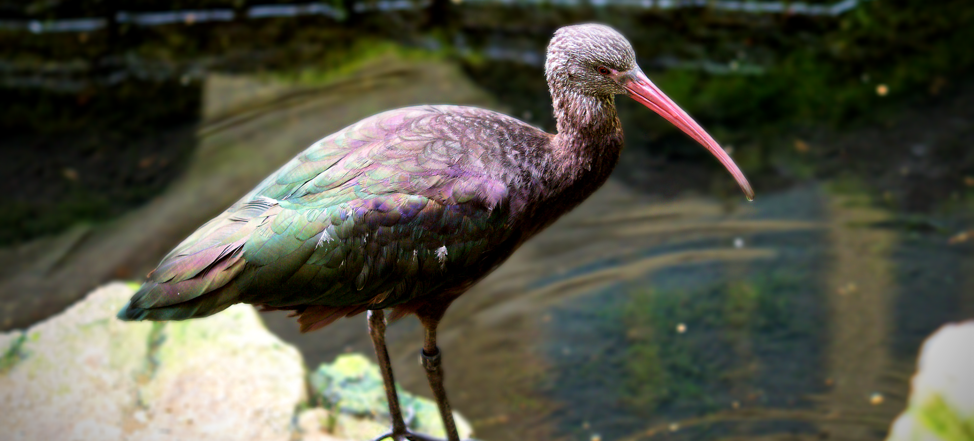 Puna Ibis