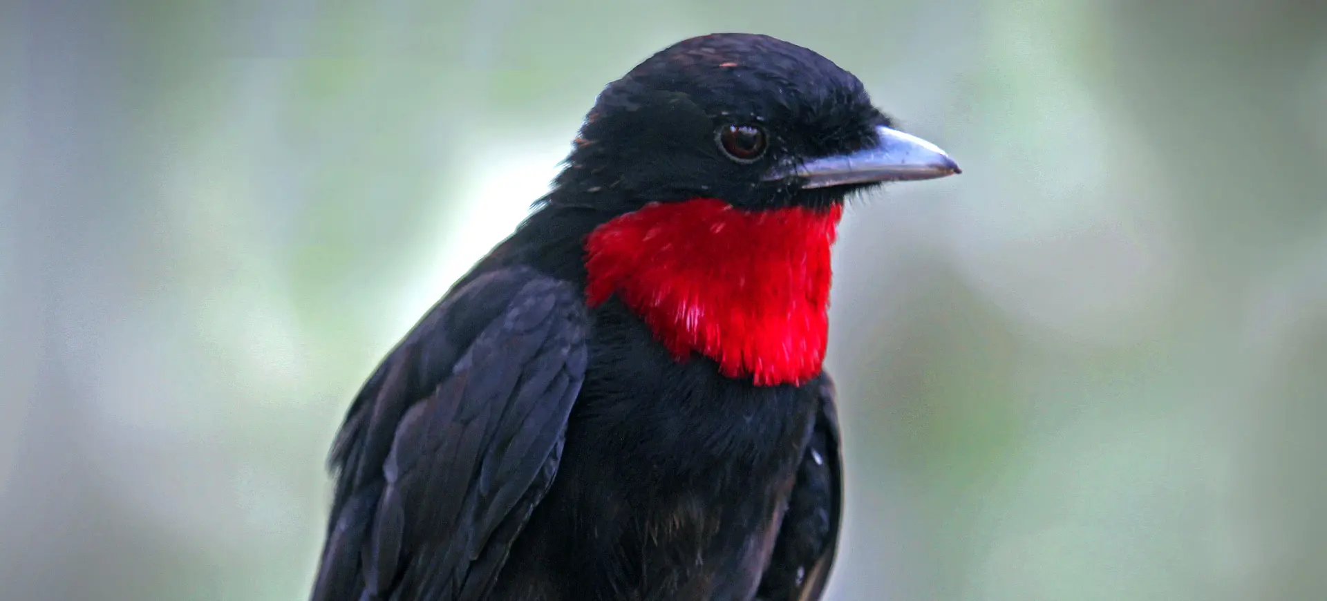 Purple-throated Fruitcrow