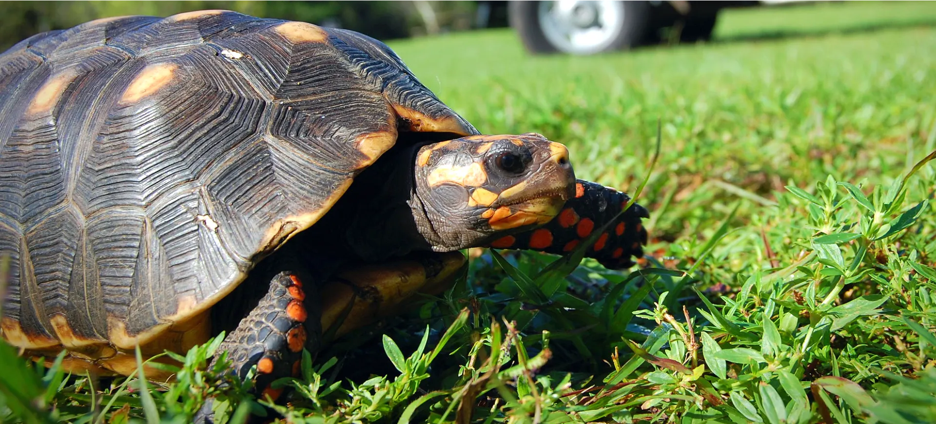 Red-footed Tortoise