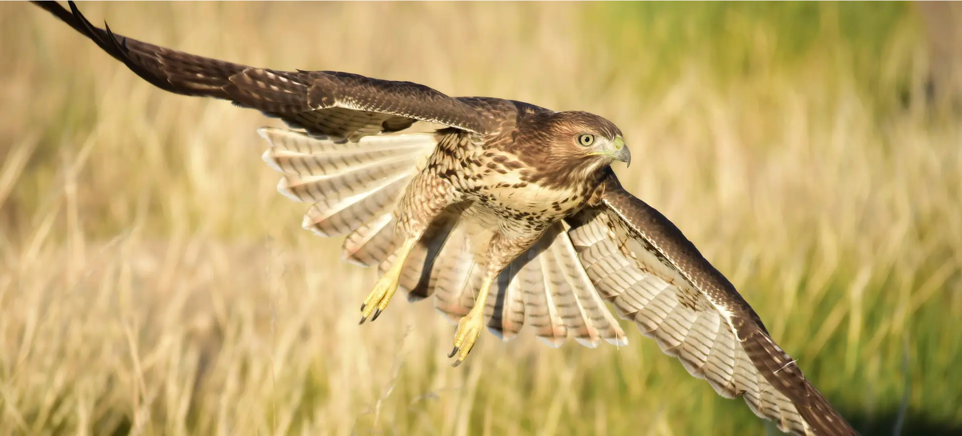 Red-tailed Hawk