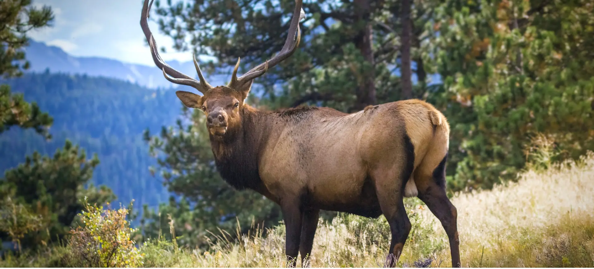 Rocky Mountain Elk