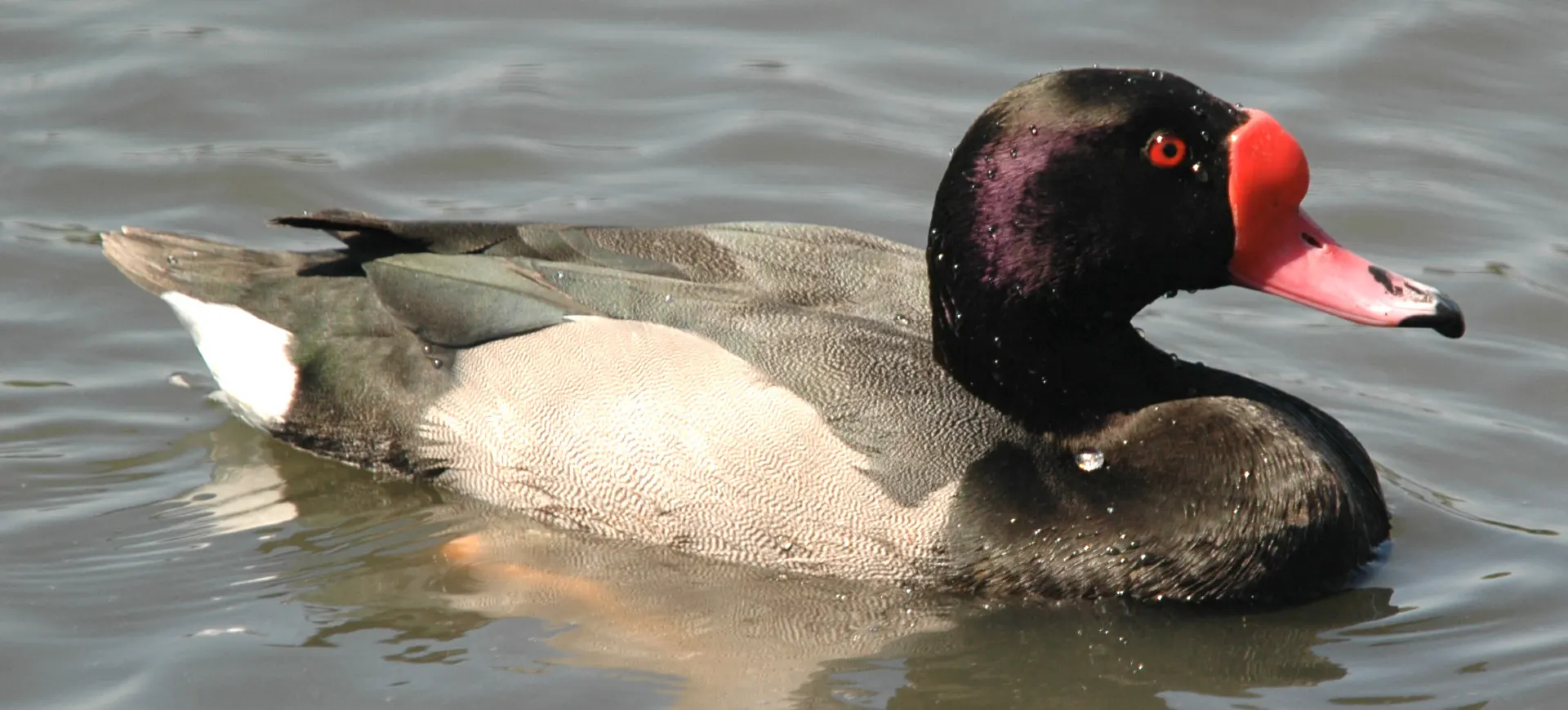 Rosy-billed Pochard