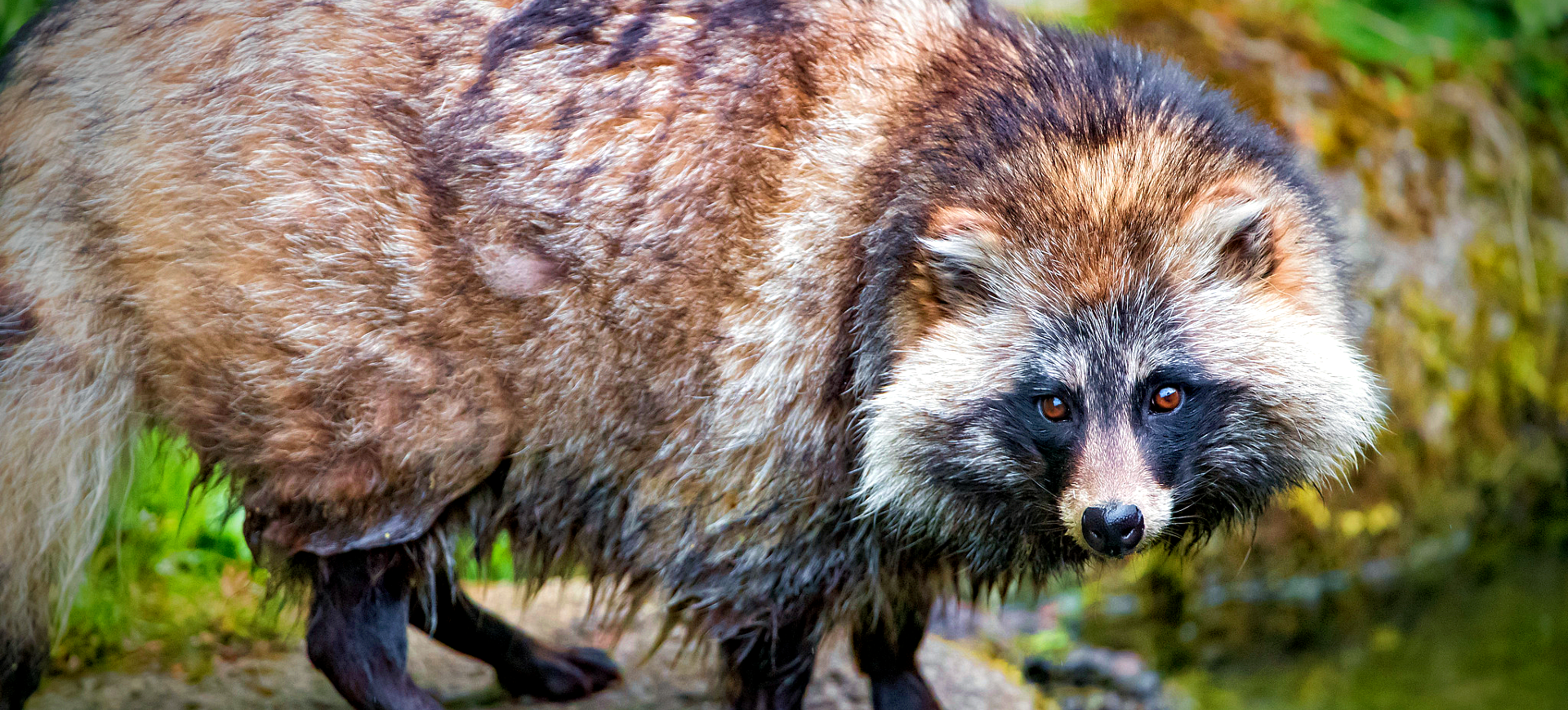 Raccoon Dog