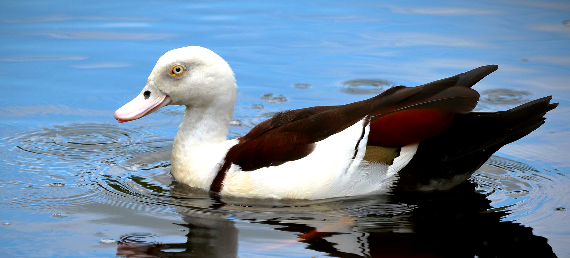 Radjah Shelduck