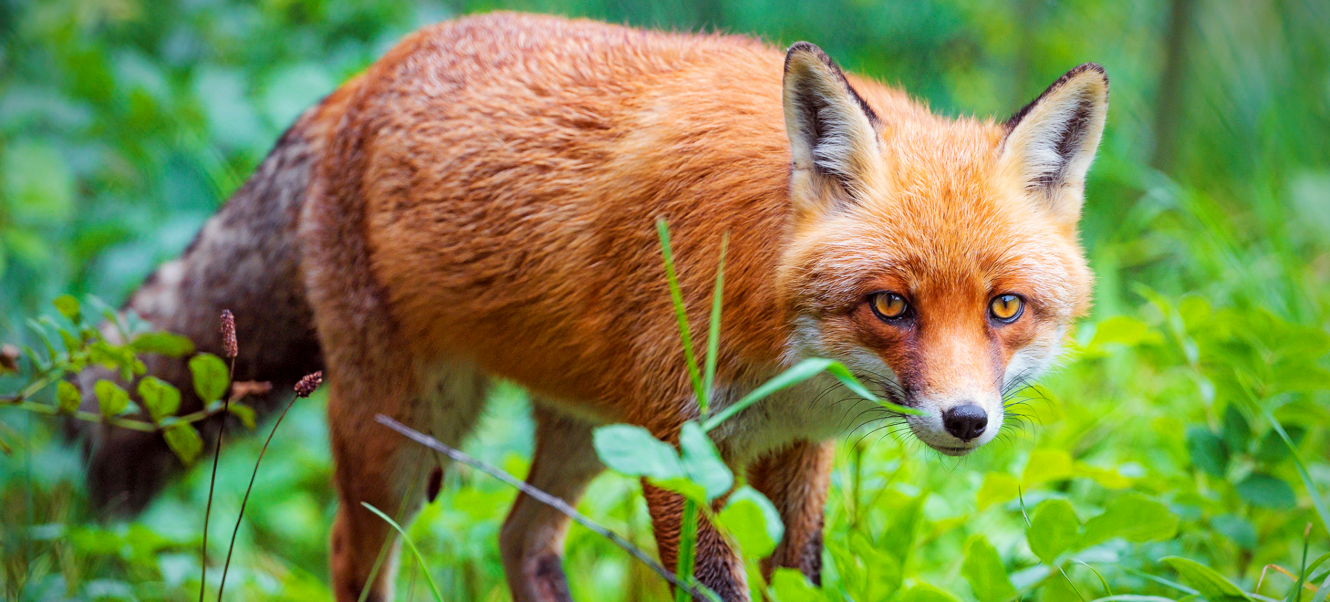 Red Fox