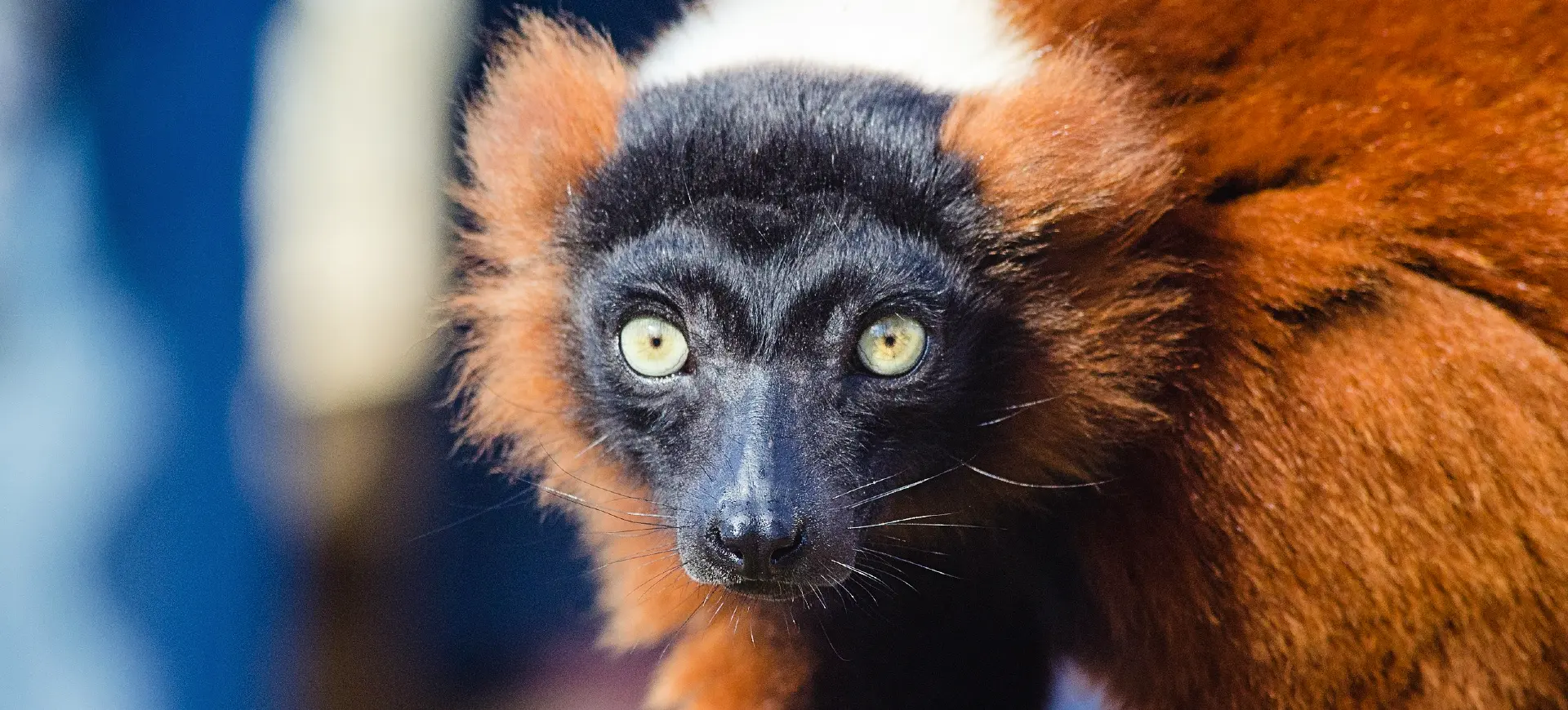 Red Ruffed Lemur