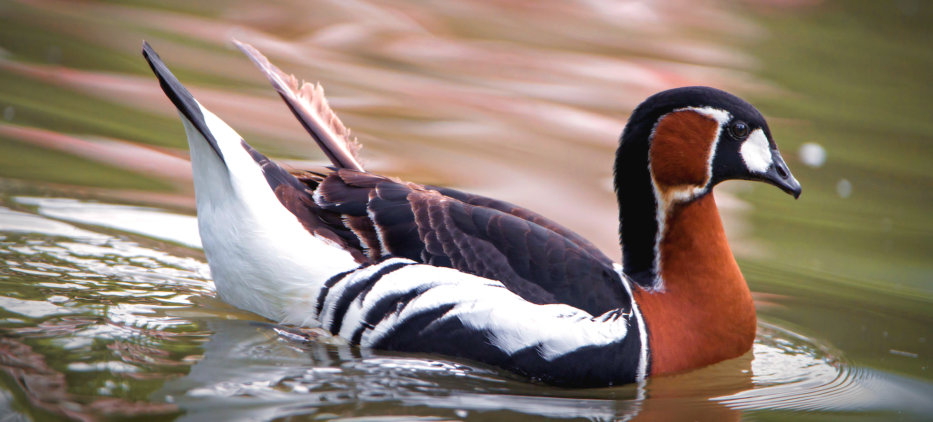 Red-breasted Goose