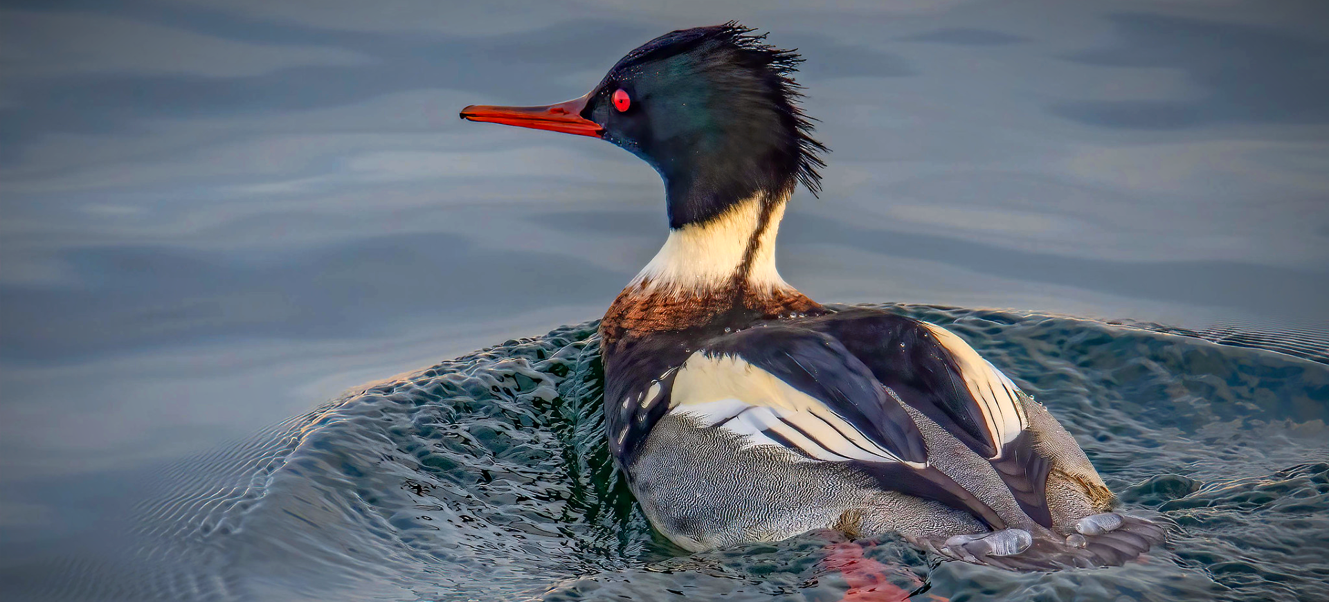 Red-breasted Merganser