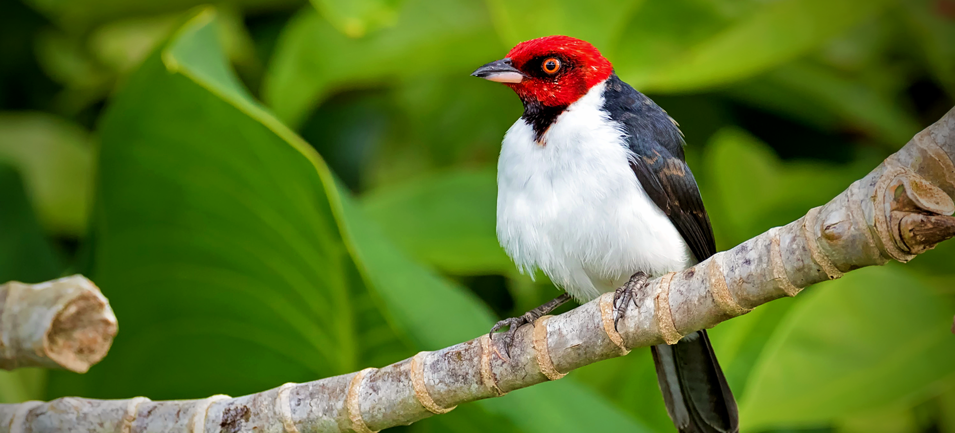 Red-capped Cardinal