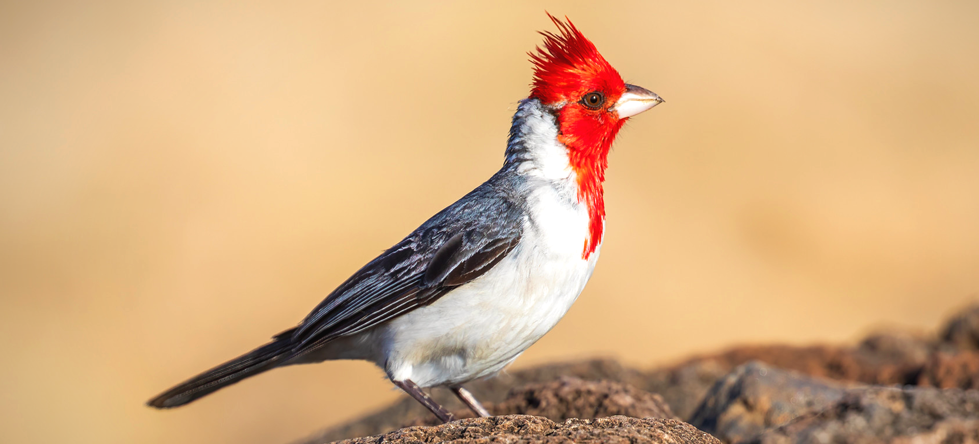 Red-crested Cardinal