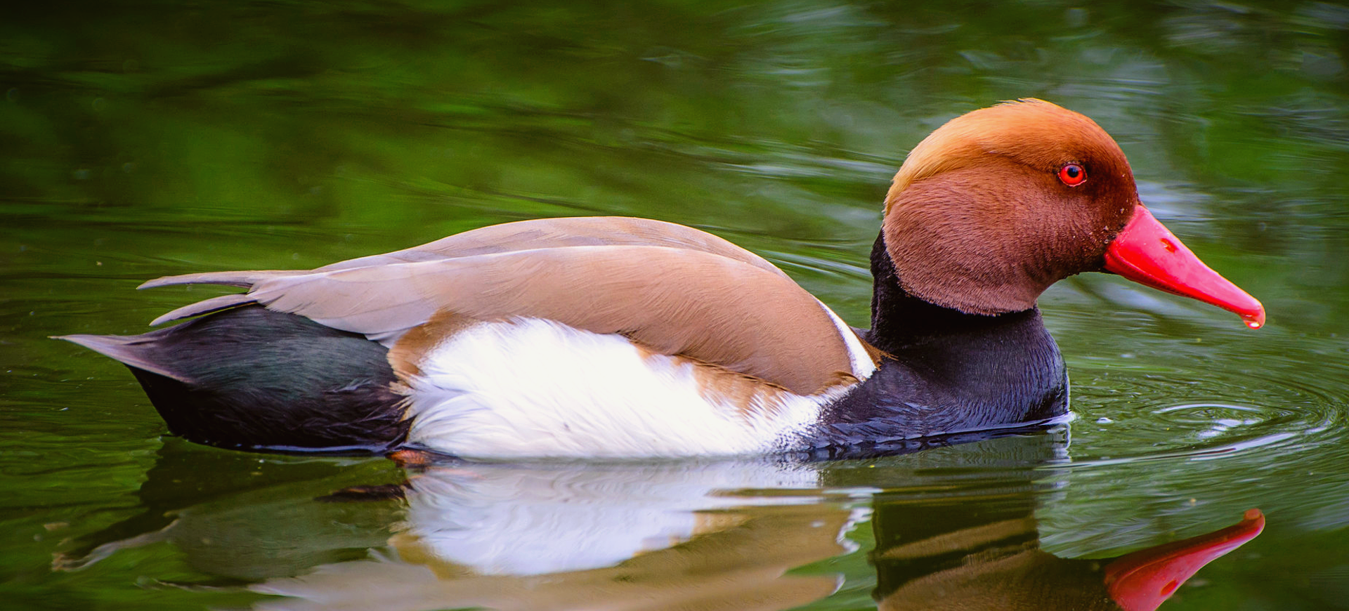 Red-crested Pochard